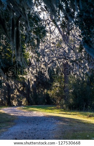 A Walk in the Past Through the Wispy, Almost Incandescent Spanish Moss on Live Oak Trees Lining a Winding Trail in Brazos Bend, Texas.