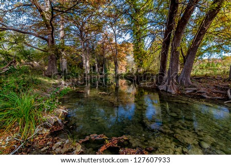 Stunning Fall Colors of Texas Cypress Trees Surrounding a Crystal Clear Texas Hill Country Stream.