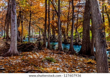 Stunning Fall Colors of Texas Cypress Trees Surrounding the Crystal Clear Texas Hill Country Guadalupe River.
