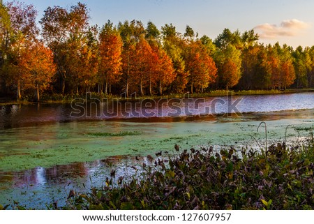 Setting Sun on the Bright Fall Foliage of Cypress Trees in the Swampy Waters of Brazos Bend, Texas.