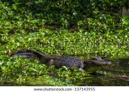 Profile Shot of a Big Wild Alligator on Bank of Lake, Watching for a Meal in the Water Hyacinth Plants at Brazos Bend State Park.  (Alligator mississippiensis)