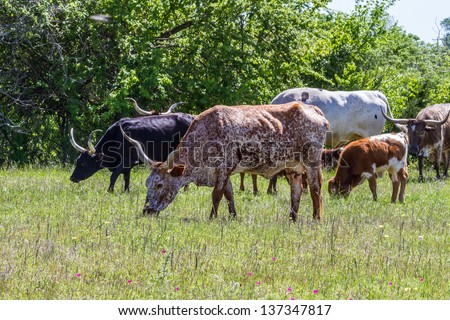 Texas Longhorn Cattle Grazing in a Pasture with Wildflowers Growing in Texas.