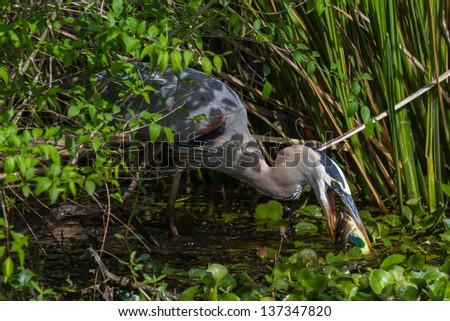 A Closeup Shot of a Great Blue Heron (Ardea herodias) Trying to Eat a Brightly Colored Bowfin Fish too Big for It\'s Mouth.  In a Swamp at Brazos Bend, Texas.