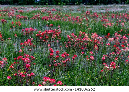 A Beautiful Field Full of Bright Orange Indian Paintbrush (or Prairie Fire) Wildflowers in the Indian Country of Oklahoma.  Castilleja foliolosa.