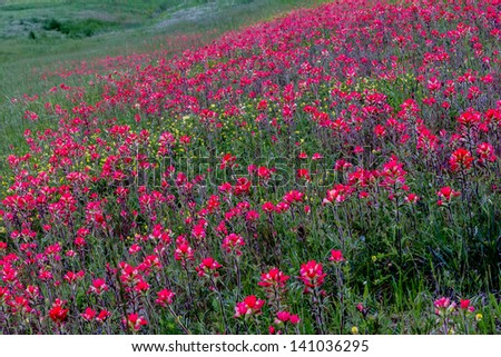 A Beautiful View of a Roadside Full of Bright Orange Indian Paintbrush (or Prairie Fire) Wildflowers in the Indian Country of Oklahoma.  Castilleja foliolosa.