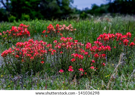 A Beautiful Cluster of Bright Orange Indian Paintbrush (or Prairie Fire) Wildflowers in the Indian Country of Oklahoma.  Castilleja foliolosa.