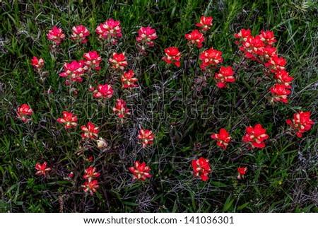 Overhead Closeup of a Cluster of Bright Orange Indian Paintbrush (or Prairie Fire) Wildflowers in the Indian Country of Oklahoma.  Castilleja foliolosa.