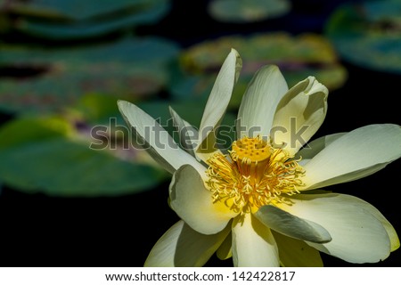 A Beautiful Yellow Lotus (also known as Nelumbo lutea, American Lotus, Water-chinquapin, or Volee) Flower with Large Lily Pads at Brazos Bend Park, Texas.