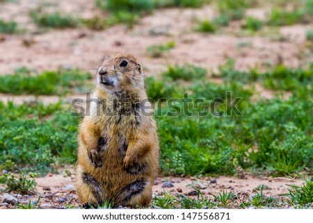 A Lookout Prairie Dog (genus Cynomys) in a Prairie Dog Town in the Grasslands of Oklahoma.