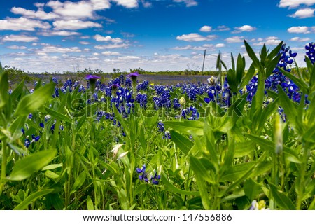 A Beautiful Closeup Wide Angle Shot of a Colorful Texas Prairie Landscape Blanketed with the Famous Texas Bluebonnet (Lupinus texensis) Wildflowers, Near Ennis.