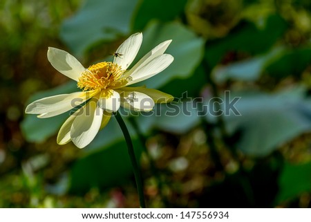 A Beautiful Yellow Lotus (also known as Nelumbo lutea, American Lotus, Water-chinquapin, or Volee) Flower, Texas.