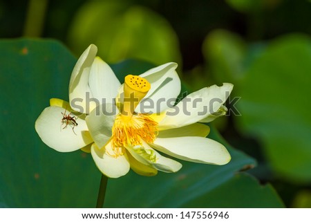 A Beautiful Yellow Lotus (also known as Nelumbo lutea, American Lotus, Water-chinquapin, or Volee) Flower, Texas.  With a bug.