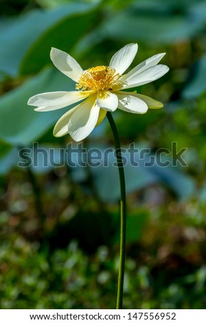 A Beautiful Yellow Lotus (also known as Nelumbo lutea, American Lotus, Water-chinquapin, or Volee) Flower, Texas.