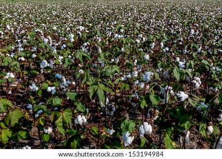 Wide Angle View of a Field Full of Raw Cotton Growing in a Cotton Field.