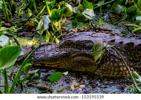A Wild Alligator (Alligator mississippiensis) Lurking in the Tangled Vines of the Swamp of Brazos Bend State Park, Texas.  Eyes Wide Open.