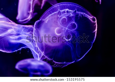 Closeup of Several Beautiful Moon Jellyfish (Aurelia aurita) Suspended in Water with a Soft Bioluminescence (Biological Glowing Light). A beautiful and relaxing sight.
