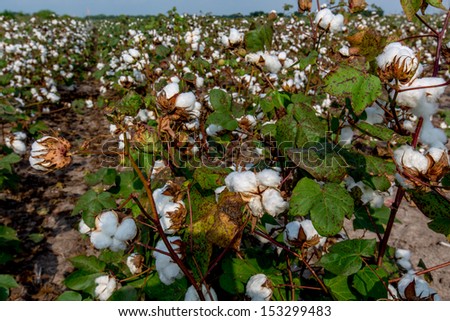 Raw Cotton Growing in a Cotton Field.  Cotton Bolls Growing on the Stalk in Texas.