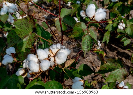 Raw Cotton Growing in a Cotton Field.  Beautiful Closeup of Several Cotton Bolls.
