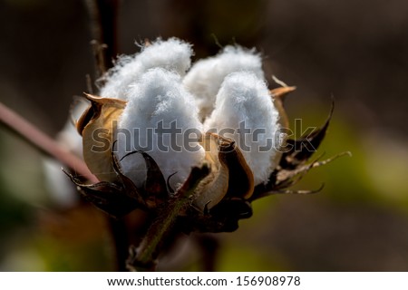 Raw Cotton Growing in a Cotton Field.  Beautiful Closeup of a Cotton Boll.