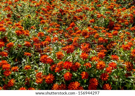 An Ocean of Beautiful Orange Flowers.  Good for nature background or floral background.