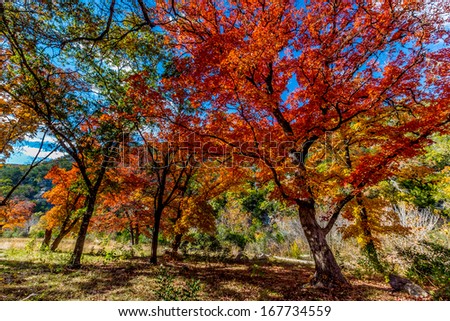 Beautiful Bright Colors of Fall Foliage at Lost Maples State Park, Texas