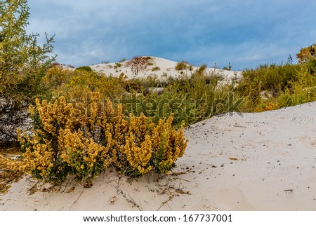 Desert Plants in the White Sand Dunes of White Sands Monument National Park in New Mexico.
