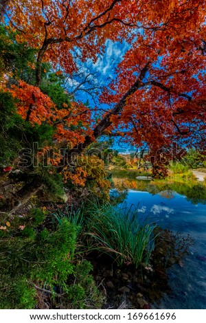 An Idyllic Autumn Scene with Bright Maple Trees and the Crystal Clear Sabinal River Flanked by Beautiful Fall Foliage at Lost Maples State Park, Texas