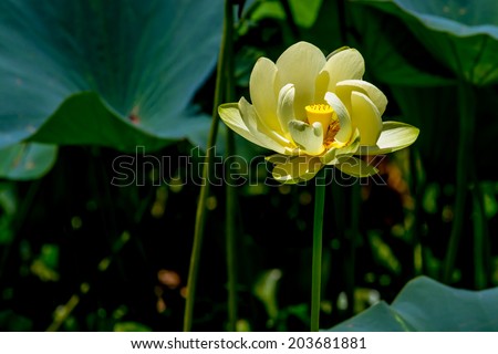 A Beautiful Blooming Yellow Lotus Water Lily Pad Flower, Growing Wild in Texas. (Nelumbo lutea, American Lotus)  Peace and Tranquility.