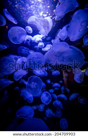 A Wide-angle View of a Swarm of Beautiful Moon Jellyfish (Aurelia aurita) Suspended in Water with a Soft Bioluminescence (Biological Glowing Light).