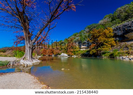V-Shaped Tree on the River with Fall Foliage at Guadalupe State Park, Texas