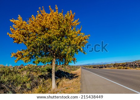 Bright Fall Foliage on a Lone Tree on the Side of the Road in the Desert of New Mexico.