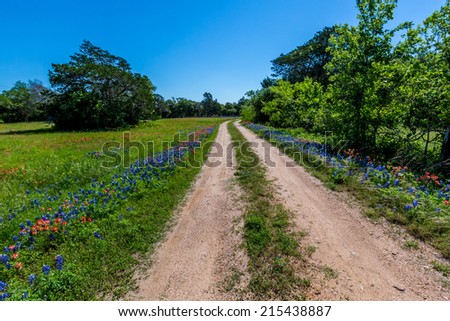 A Texas Country Road Next to a Field Blanketed with the Famous Texas Bluebonnet (Lupinus texensis) Wildflowers.