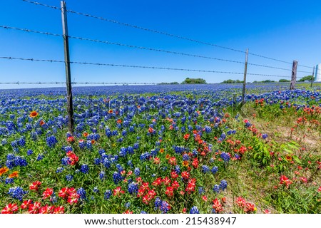 A Wide Angle View of a Beautiful Texas Field Blanketed with the Famous Texas Bluebonnet (Lupinus texensis) Wildflowers.  With a Barbed Wire Fence.