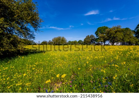 A Texas Meadow Full of Various Bright Yellow Wildflowers with Deep Blue Sky in Texas
