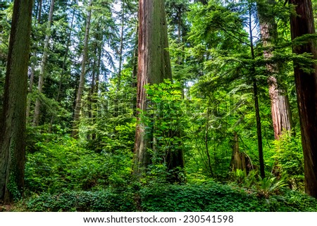 A Beautiful Primeval Rain Forest with Mystical Cedar Trees Covered with Moss in the Pacific Northwest.