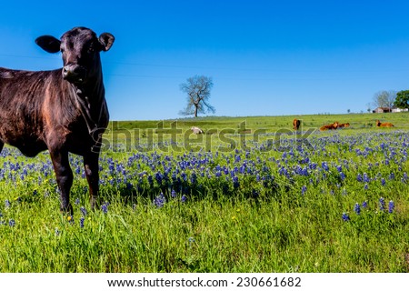 Texas Black Angus Cow in Field with the Famous Texas Bluebonnet (Lupinus texensis) Wildflowers.