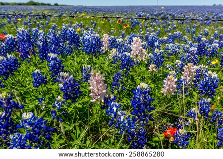 A Closeup View of a Beautiful Field Blanketed with the Famous Texas Bluebonnet (Lupinus texensis) Wildflowers.  Rare white varieties of blue bonnets mixed in.