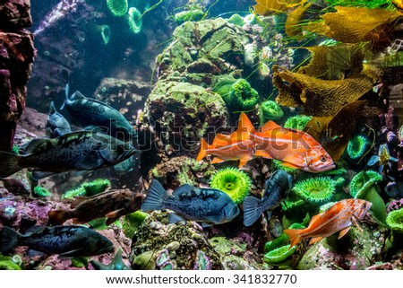 Several Interesting Colorful Grouper-like Marine Fish with Bright Green Sea Anemone in the Background.