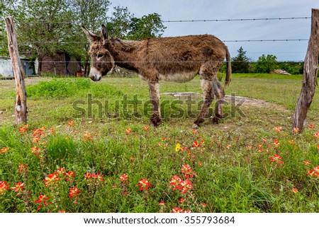 A Donkey or Burrow in a Beautiful Farm Pasture Full of Bright Orange Indian Paintbrush and Other Wildflowers in Texas.  Castilleja foliolosa.