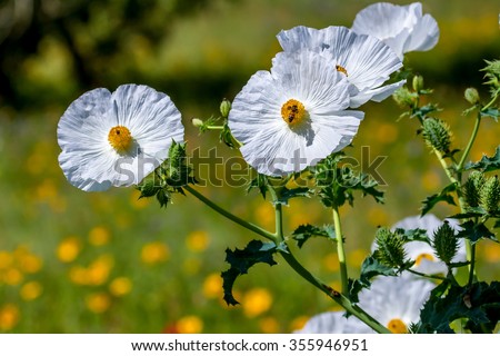 Closeup of a Small Honey Bee on a Bright and Beautiful White Prickly Poppy (Argemone albiflora) Wildflowers Blossoms with their Paper-like Petals Growing Wild in a Texas Field or Meadow.