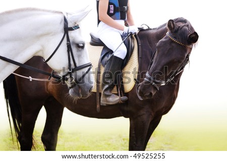 Black and white sporting horses