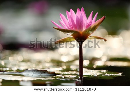 Water lily in the sun.