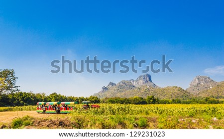 Train tour look around sunflower field and Mountain
