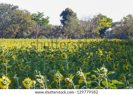 back side of sunflowers  meadow with Mountain Background