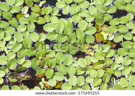 Aquatic plants, floating plants, background