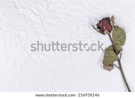 Dead rose over crumpled paper background Contept of lost love,divorce, or a bad relationship