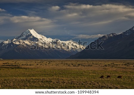 Snow capped Mt Cook at sunrise with grassland and cows in the foreground