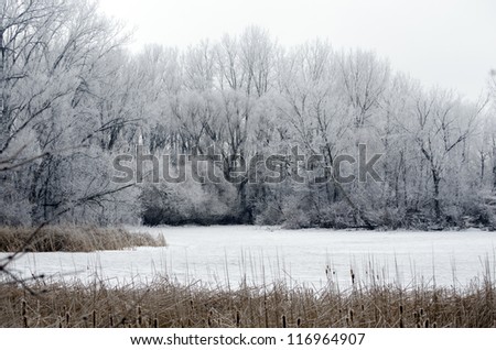 Winter landscape with trees, lake and cat tails