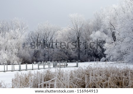 Winter landscape with trees, lake and cat tails Winter scene with frosty trees, lake and cat tails