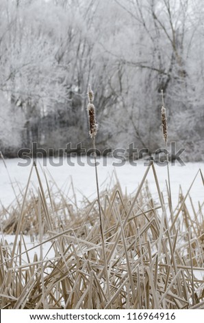 Winter landscape with trees, lake and cat tails Cat tail with snow covered lake and trees in background